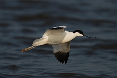 David Plant Photography - Wildlife Photography - Avocet - O